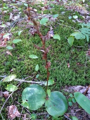 Platanthera hookeri