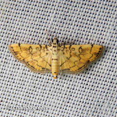 Lamprosema tampiusalis