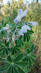 Lupinus albus