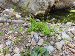 Stellaria cupaniana