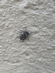 Astylus atromaculatus