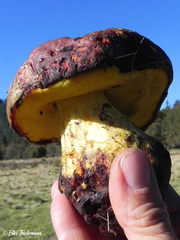 Butyriboletus loyo