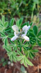 Lupinus albus