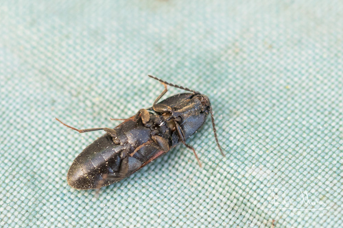 belted click beetle, photo 8 of 9