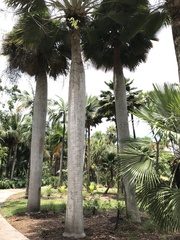 Copernicia baileyana