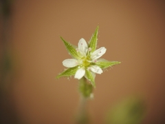 Arenaria leptoclados