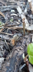 Apis mellifera