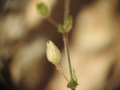 Arenaria leptoclados