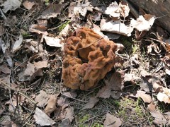 Gyromitra gigas