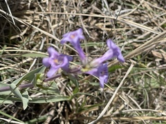 Penstemon fendleri
