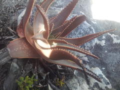 Aloe succotrina