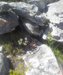 Aloe succotrina