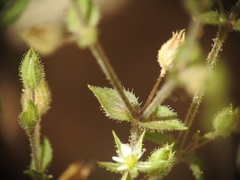 Arenaria leptoclados