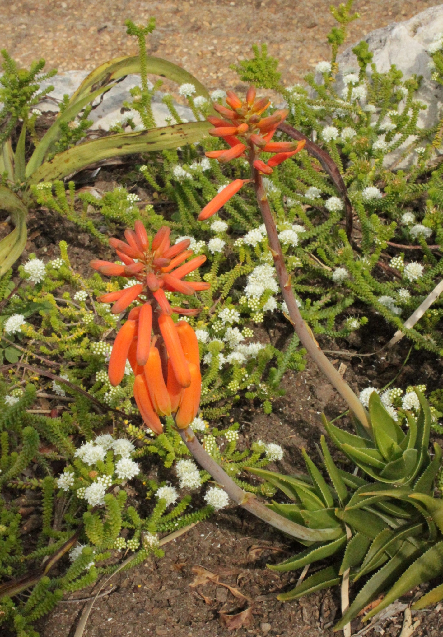 Aloiampelos juddii