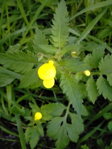 Calceolaria tripartita (Calceolaria tripartita)