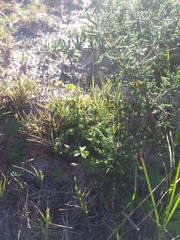 Asparagus capensis capensis