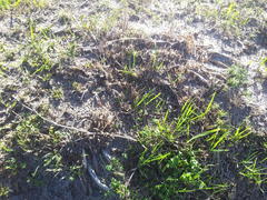 Asparagus capensis capensis