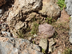 Arenaria leptoclados