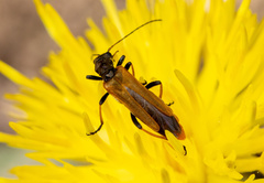 Oedemera simplex