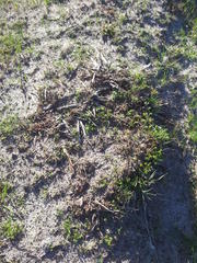 Asparagus capensis capensis