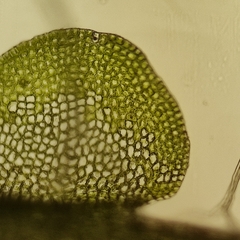 Odontoschisma sphagni