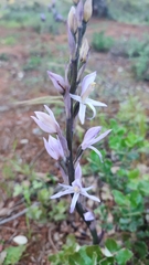 Limodorum trabutianum