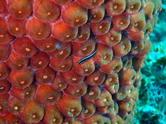 Elacatinus illecebrosus