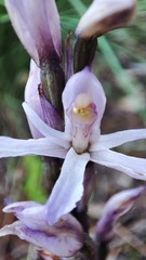 Limodorum trabutianum