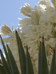 Yucca filifera
