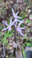 Limodorum trabutianum