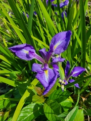 Iris savannarum