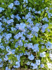 Myosotis