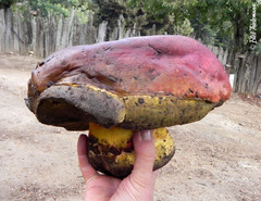 Butyriboletus loyo