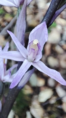 Limodorum trabutianum