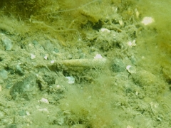 Pectinariidae