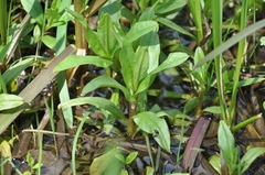 Magnoliopsida