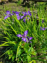 Iris savannarum