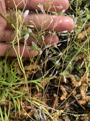 Draba verna
