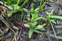 Magnoliopsida