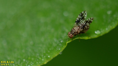 Homoneura euaresta