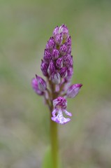 Orchis × hybrida