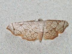 Hypolamprus