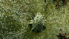 Scutellastra longicosta