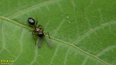 Camponotus vitiosus