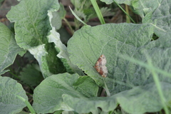 Xanthorhoe spadicearia