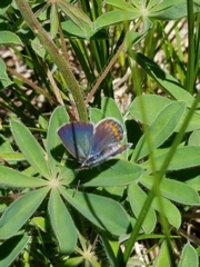 Plebejus samuelis