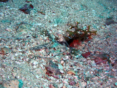 Coryphopterus dicrus