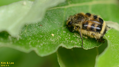 Lasiotrichius succinctus