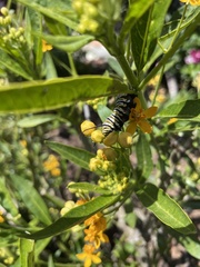 Danaus plexippus