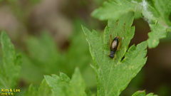 Trigonidium japonicum